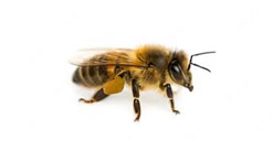 Bee Removal - Sherborn, MA.jpg