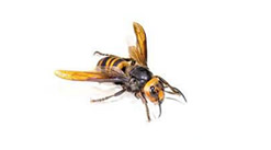 Hornets - Sherborn, MA.jpg