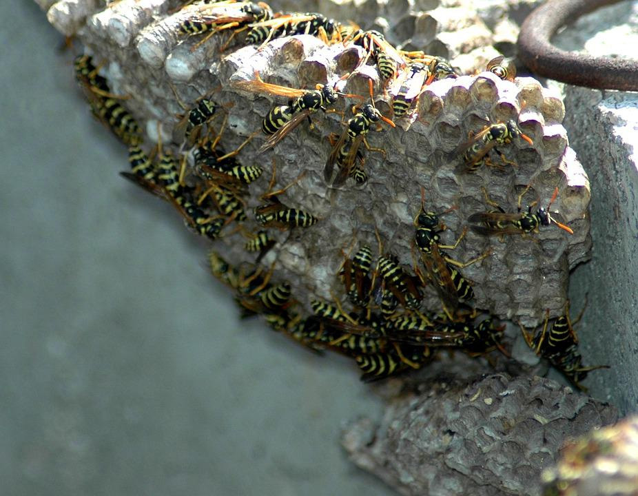 Wasp removal photo